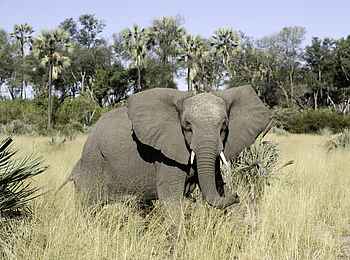 Kwetsani Camp: Elefant Kwetsani Camp: Elefant
