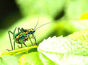 Kyaninga Lodge: Bunte Grille Kyaninga Lodge: Bunte Grille