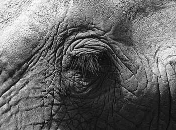 Londolozi Private Granite Suites: Elefantenauge