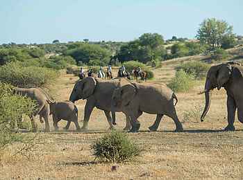 Mashatu Game Reserve: Elefanten queren
