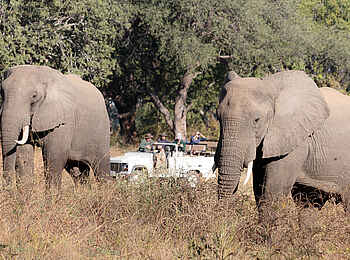 Nkonzi Bush Camp: Elefanten im Park Nkonzi Bush Camp: Elefanten im Park