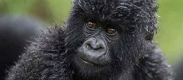 Highland Mountain Gorillas, Rwanda, Volcanoes National Park, Bisate Lodge, Wilderness Safaris, Berggorilla, afrikarma, afrikarma Safaris, afrikarma Safaris - Wildnis. Hautnah., afrikarma.de