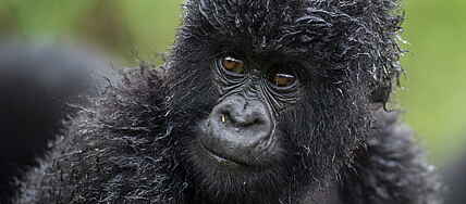 Highland Mountain Gorillas, Rwanda, Volcanoes National Park, Bisate Lodge, Wilderness Safaris, Berggorilla, afrikarma, afrikarma Safaris, afrikarma Safaris - Wildnis. Hautnah., afrikarma.de