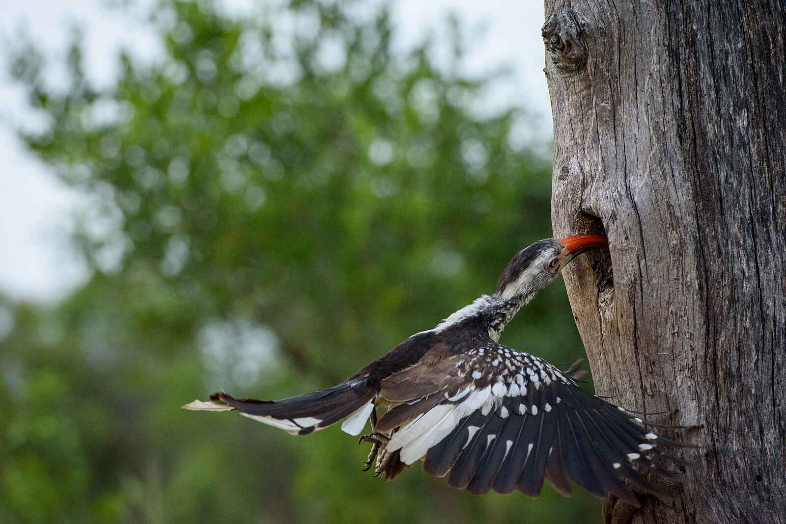 Sabi Sabi Earth Lodge: Hornbill zu Besuch Sabi Sabi Earth Lodge: Hornbill zu Besuch