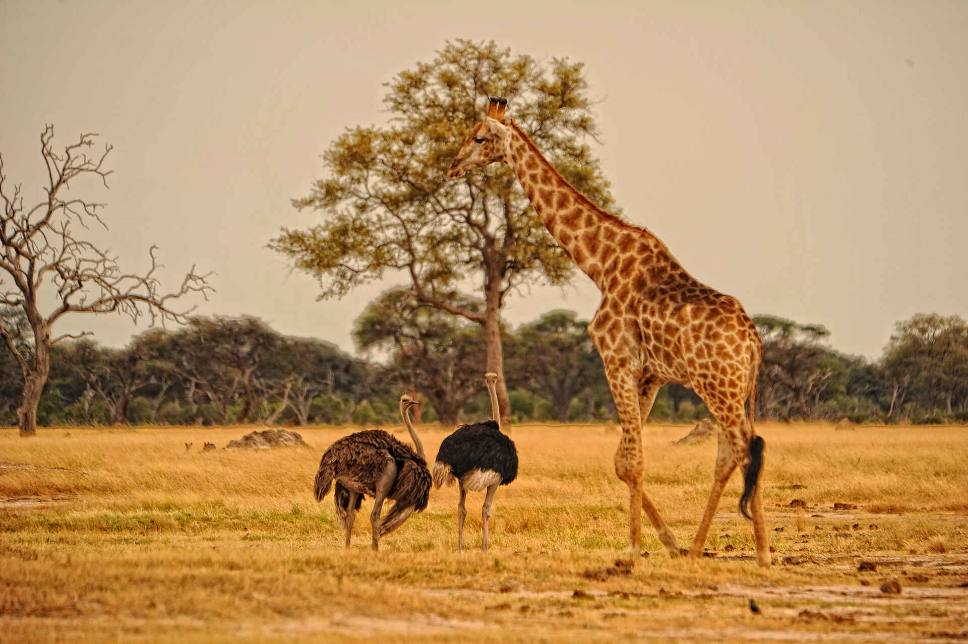 Somalisa Camp: Tierbeobachtung Afrikarma, Afrikarma Safaris, Afrikarma Safaris. Wildnis. Hautnah., Afrikarma.de, wildlife, Bäume, Giraffe, Strauß, Tierbeobachtung