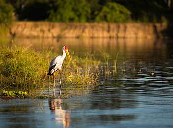 Time + Tide Mchenja: Nimmersatt im Wasser