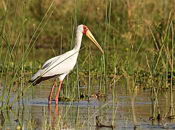 Tusk and Mane Safaris: Nimmersatt Tusk and Mane Safaris: Nimmersatt