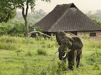 Beho Beho Camp: Elefant zu Besuch