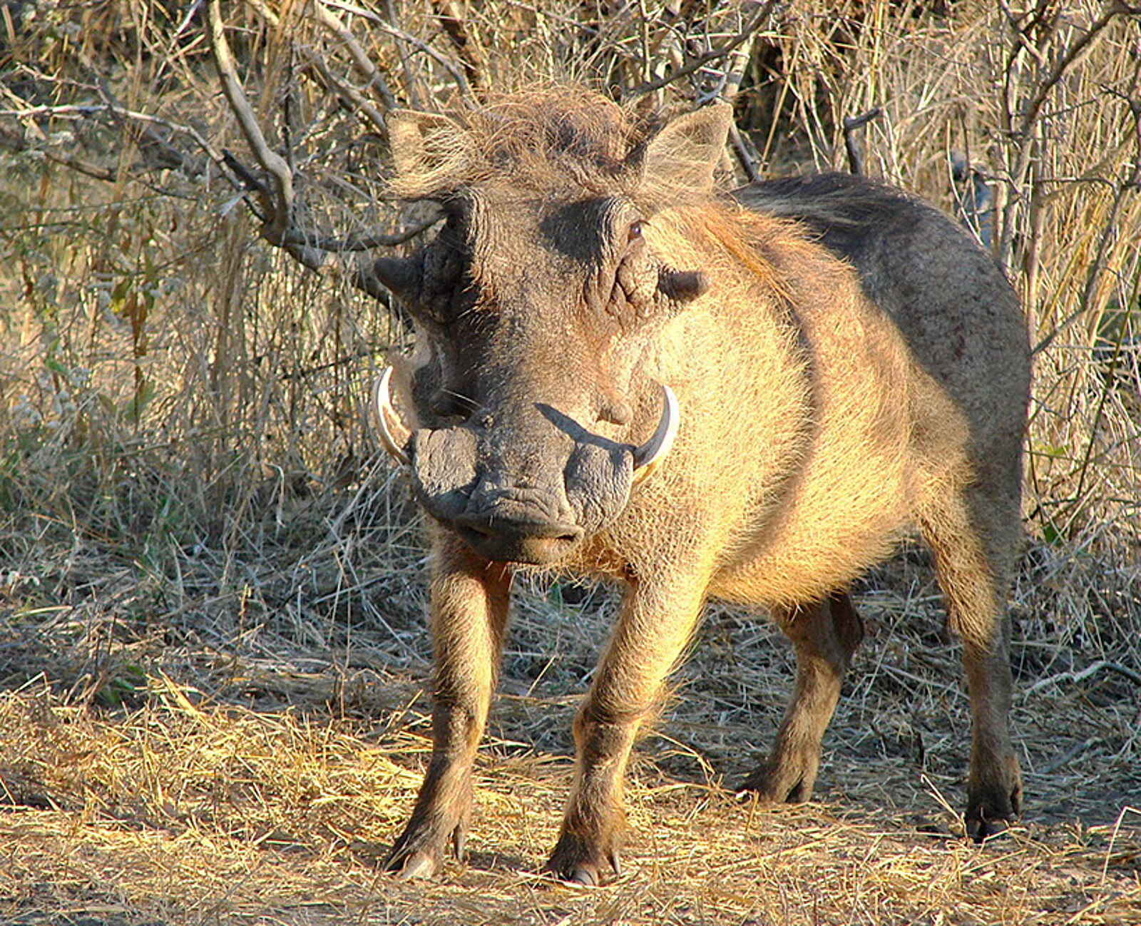 Camelthorn Lodge: Warzenschwein Camelthorn Lodge: Warzenschwein