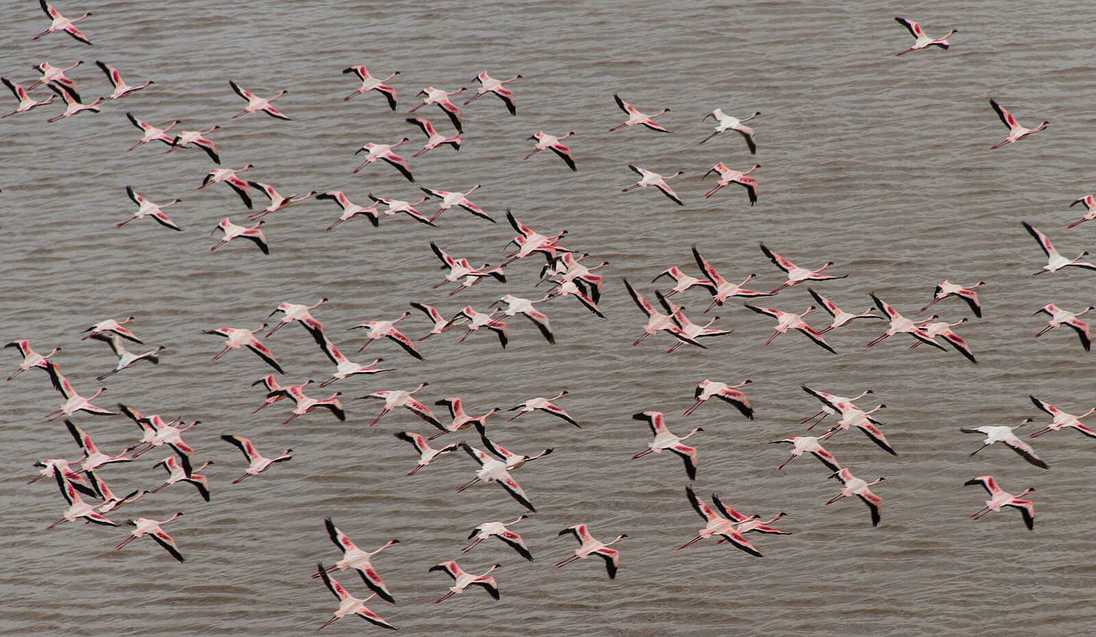 Chem Chem Lodge: Flamingoflug Chem Chem Lodge: Flamingoflug