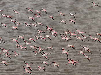 Chem Chem Lodge: Flamingoflug Chem Chem Lodge: Flamingoflug