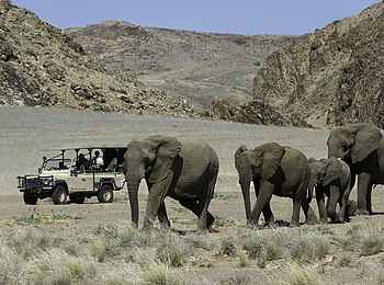 Doro Nawas Camp: Elefanten im Aba-Huab-Tal