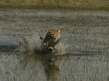 Duba Plains Camp: Jagd durchs Wasser