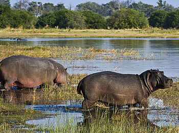 Duma Tau Camp: Nilpferde Duma Tau Camp: Nilpferde