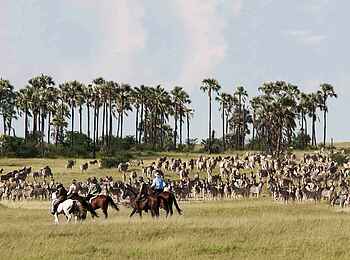 Jack´s Private Camp: Auf Reitsafari