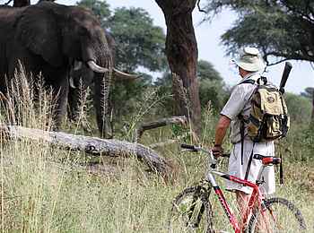 Jozibanini Camp: Elefantenbeobachtung vom Mountainbike aus Jozibanini Camp: Elefantenbeobachtung vom Mountainbike aus