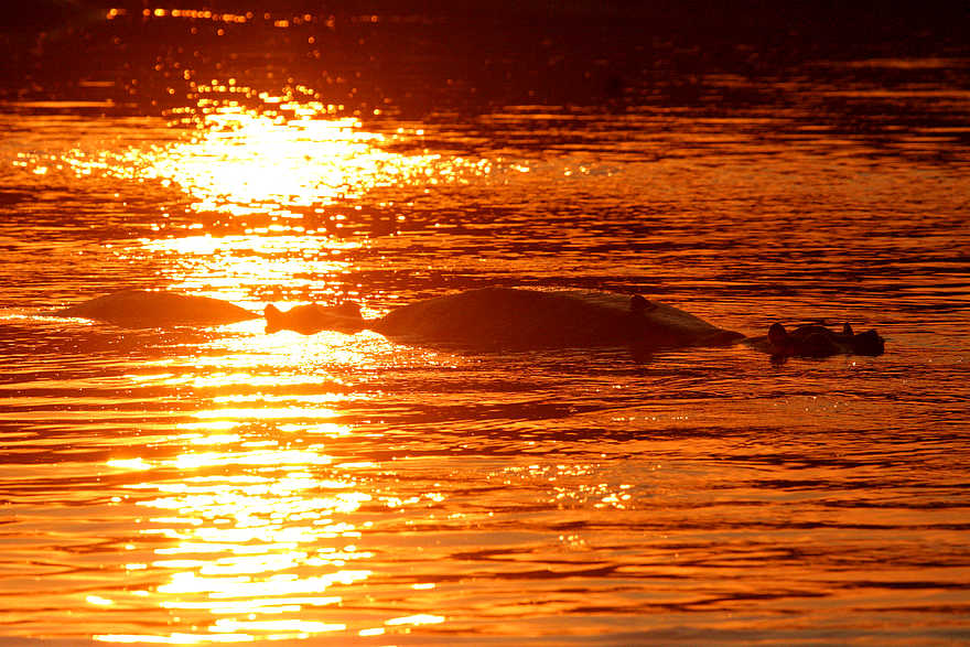 Kaingo Hippo Hide: Abendsonne Kaingo Hippo Hide: Abendsonne