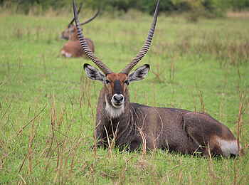 Kasenyi Safari Camp: Ruhender Wasserbock
