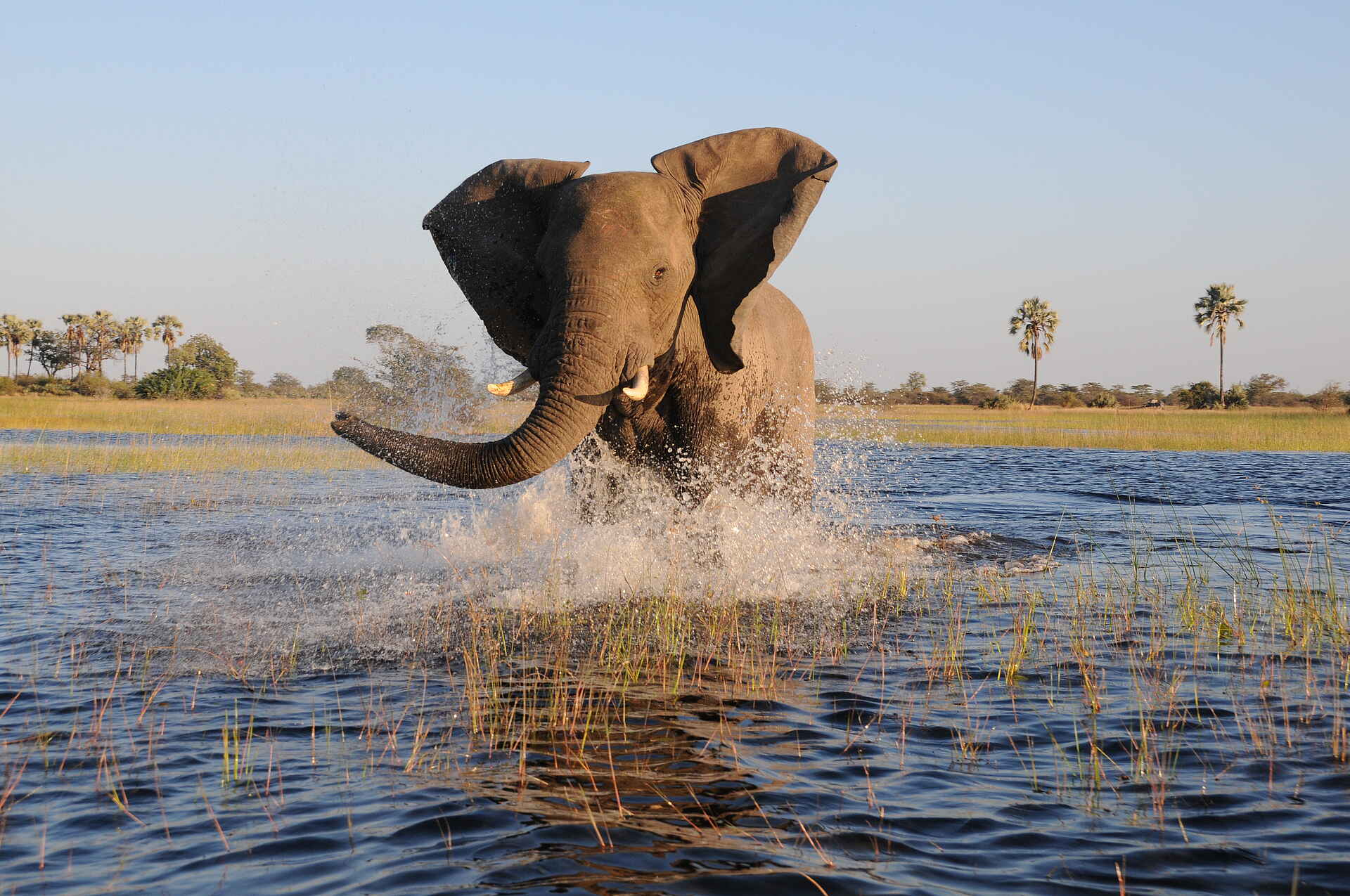 Macatoo Camp: Elefant im Wasser