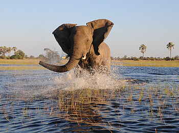 Macatoo Camp: Elefant im Wasser