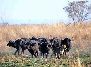 Mukambi Busanga Plains Camp: Wer jagt wen Mukambi Busanga Plains Camp: Wer jagt wen