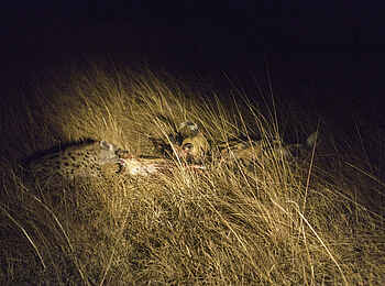 Mukambi Fig Tree Bush Camp: Ein Rudel Wildhunde beim Streit über den Kadaver einer Hyäne