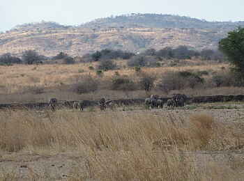 Mwagusi Safari Camp: Landschaft in Ruaha