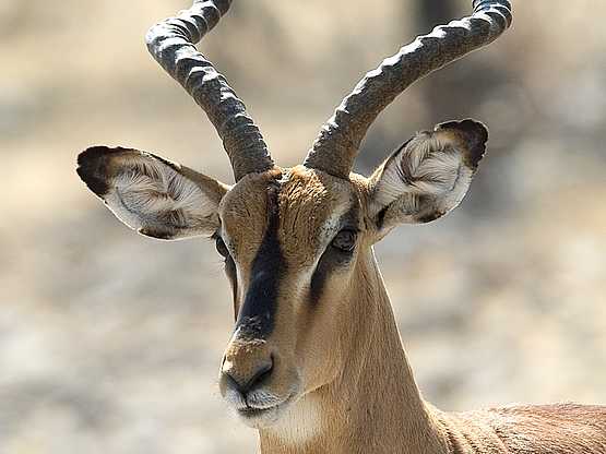 Ongava Tented Camp: Black-faced Impala