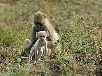 Robin Pope Safaris: Pavianbaby