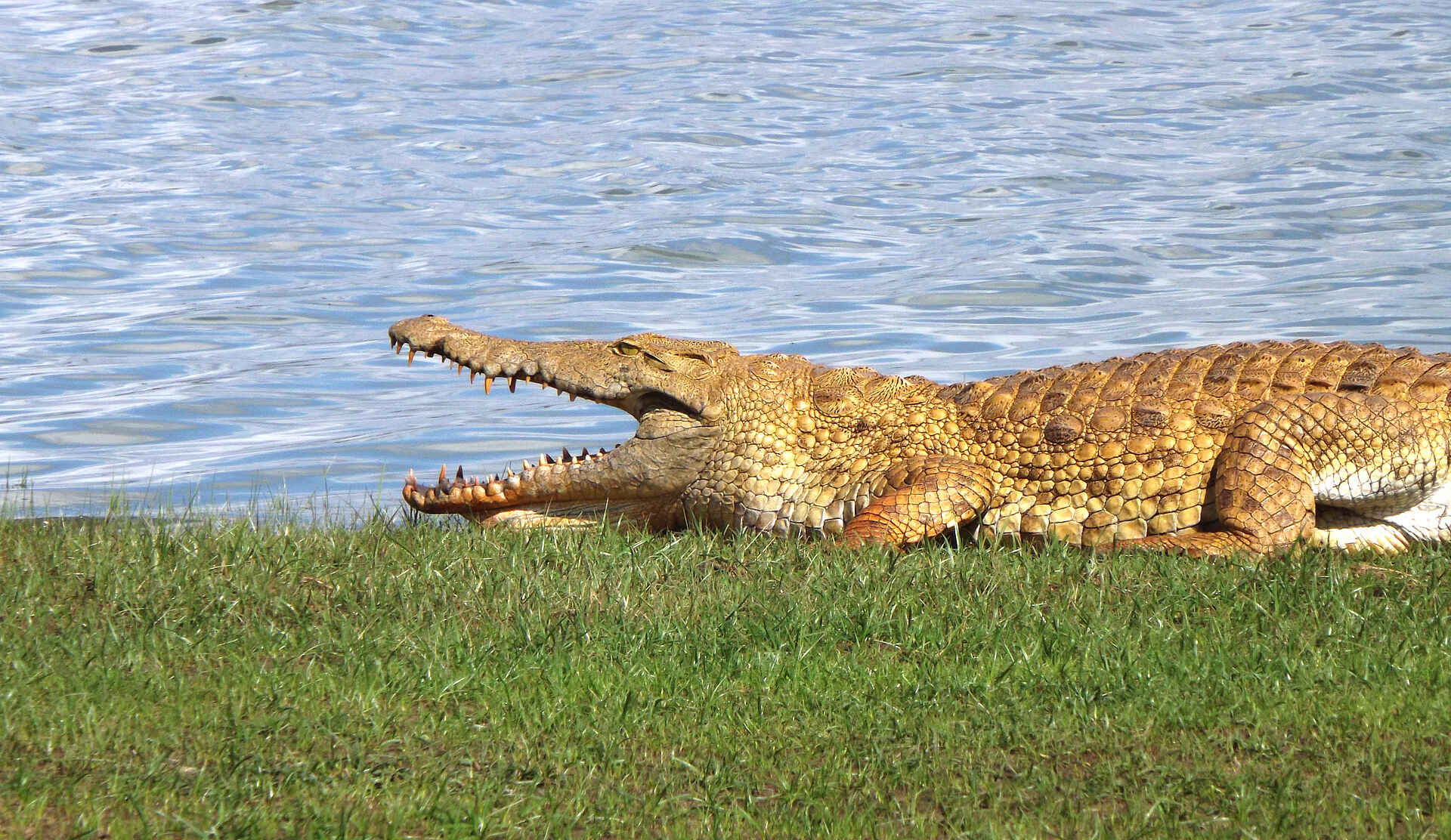 adventure camps, safari, selous impala camp, selous wildreservat, krokodil, afrikarma, afrikarma safaris, afrikarma safaris - wildnis. hautnah., afrikarma.de