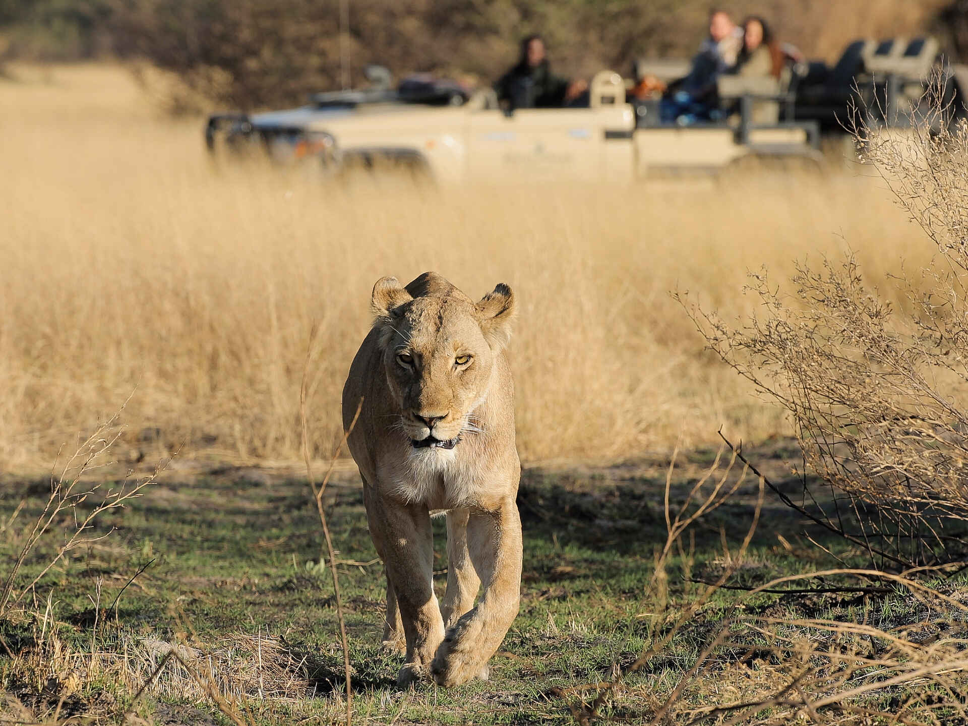Shinde Footsteps: Löwensichtung während der Pirschfahrt Shinde Footsteps: Löwensichtung während der Pirschfahrt