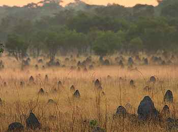 Wasa Lodge: Termitenlandschaft