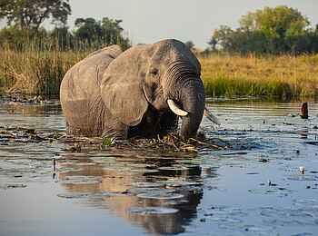 Zarafa Camp: Elefant