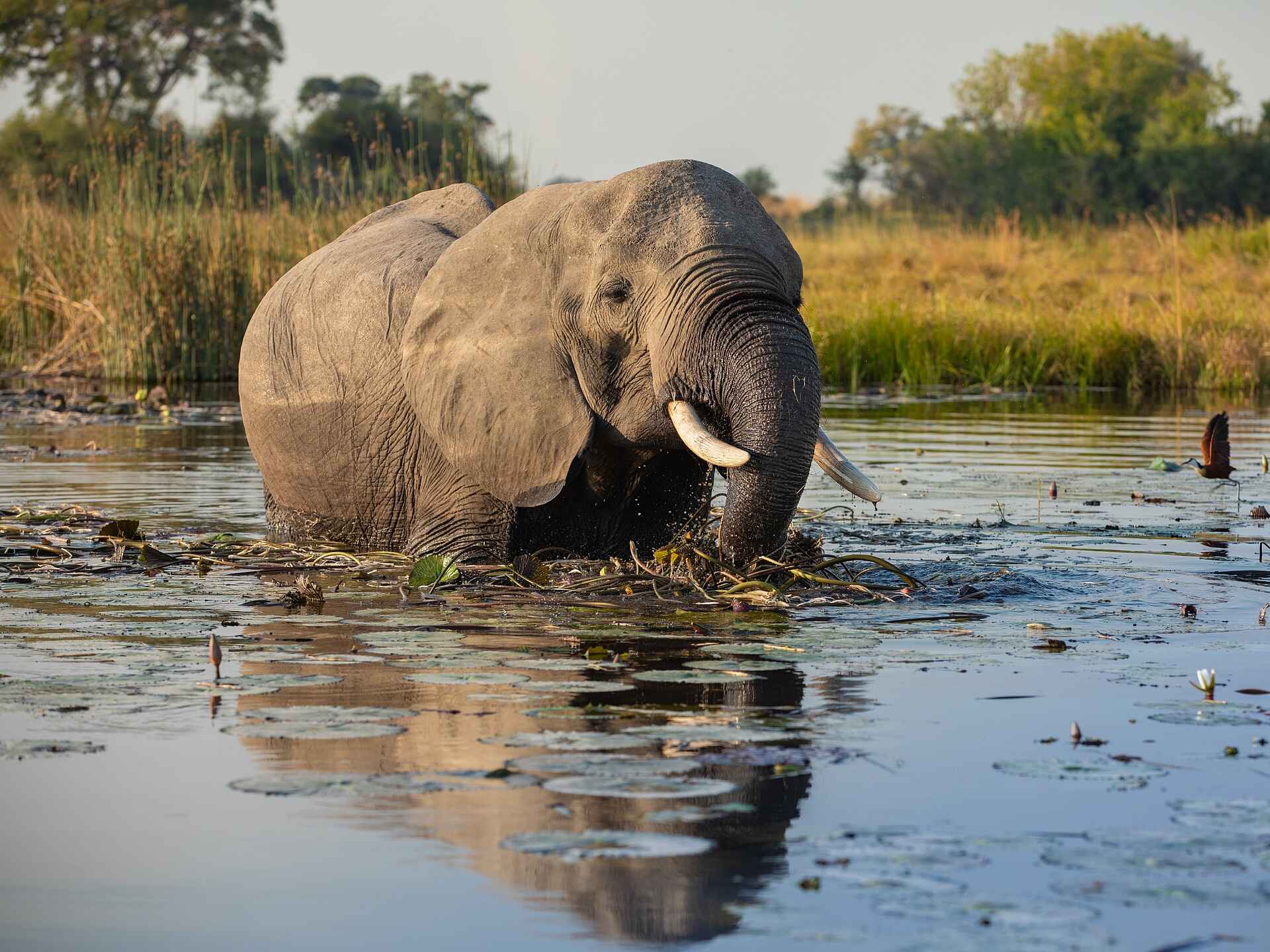 Zarafa Camp: Elefant