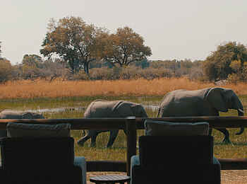 Chief's Camp: Elefanten vor dem Camp