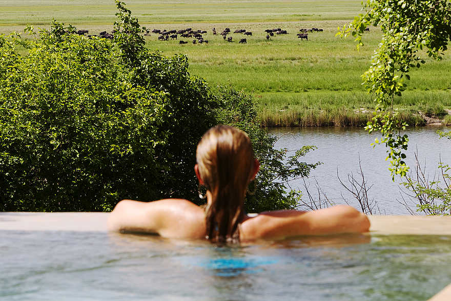 Chobe Game Lodge: Büffel in der Ferne Chobe Game Lodge: Büffel in der Ferne