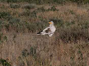 Legendary Mwiba Lodge: Schmutzgeier Legendary Mwiba Lodge: Schmutzgeier