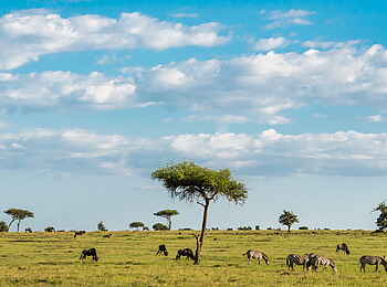 Losokwan Camp: Savanne