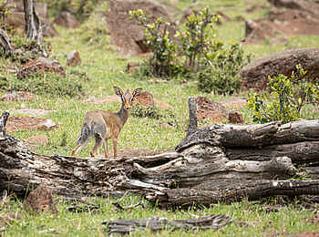 Mara Nyika Camp: Dik Dik