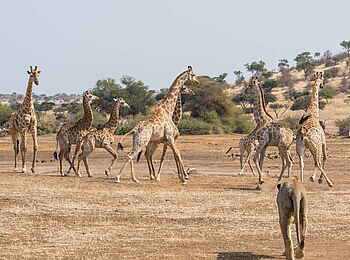 Mashatu Game Reserve: Giraffenherde und Löwin