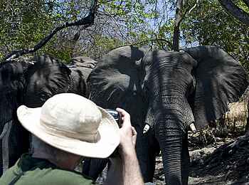 Ntemwa Busanga Bushcamp: Elefanten vor der Linse
