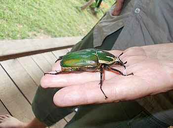 Sangha Lodge: Risenkäfer Sangha Lodge: Risenkäfer