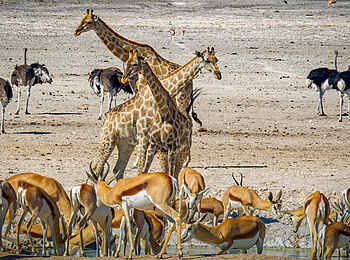 Taleni Etosha Village: Tiervielfalt auf engem Raum Taleni Etosha Village: Tiervielfalt auf engem Raum