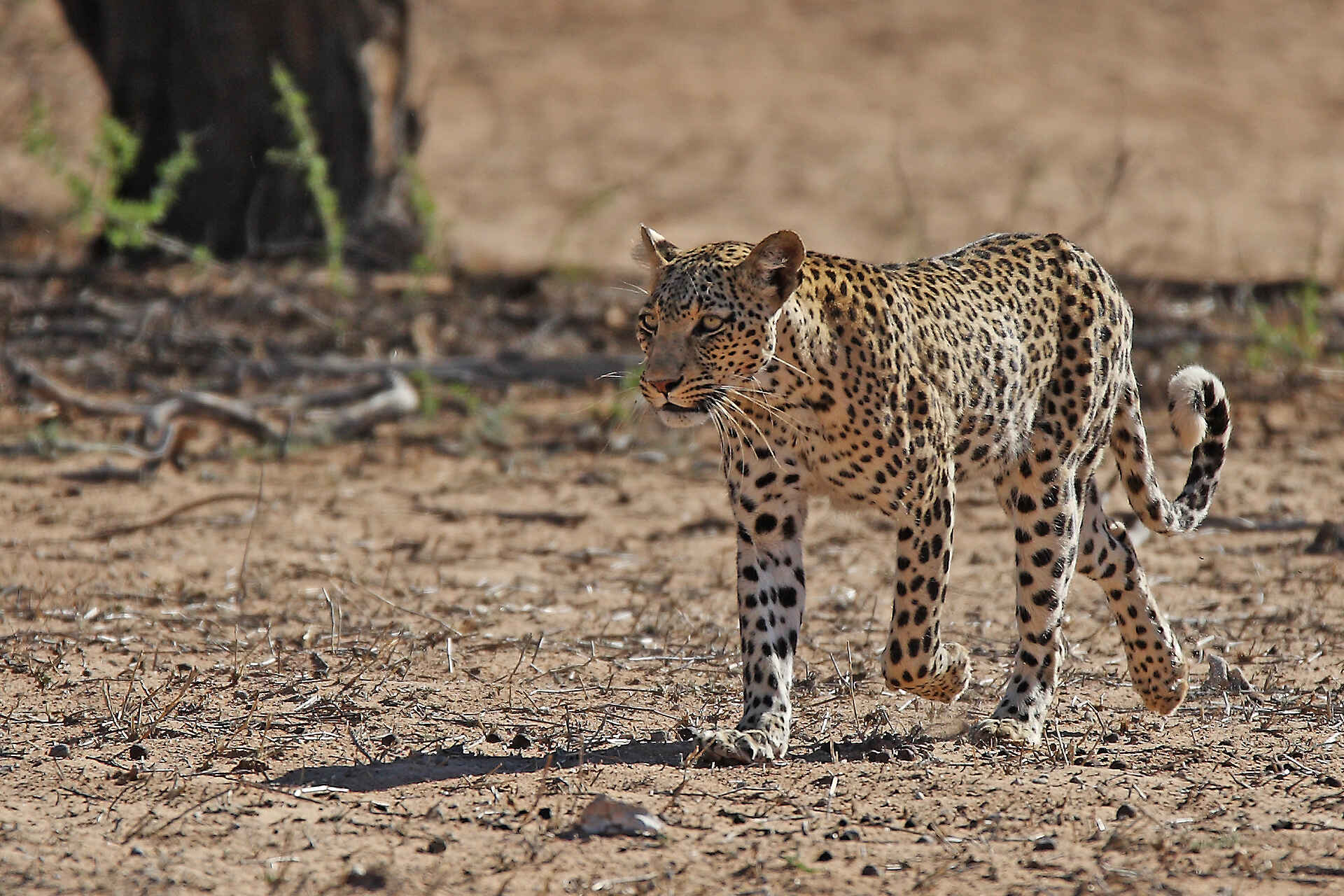 !Xaus Lodge, Auob-Tal, Gästechalet, International Dark Sky Association Sanctuary, Kgalagadi Transfrontier Park, Mata Mata, Nossob-Tal, Twee Rivieren, Leopard, Afrikarma, Afrikarma Safaris, Afrikarma Safaris - Wildnis. Hautnah., Afrikarma.de