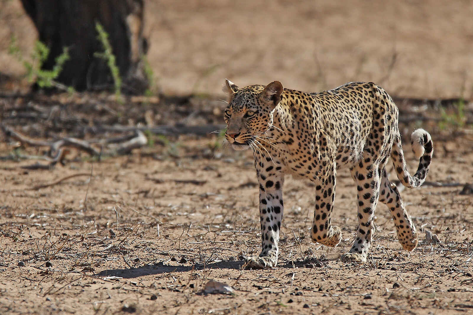 !Xaus Lodge: Leopard !Xaus Lodge: Leopard