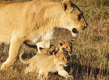 andBeyond Phinda Vlei Lodge: Löwin mit Löwenjunges