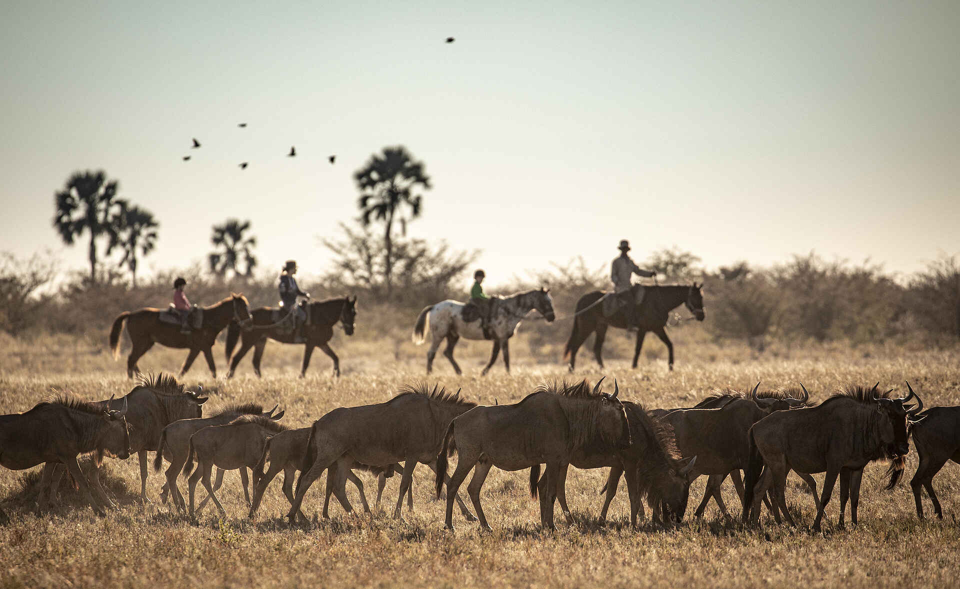 Camp Kalahari: Gnus Camp Kalahari: Gnus
