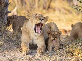Camp Tawana: Löwin mit Jungen