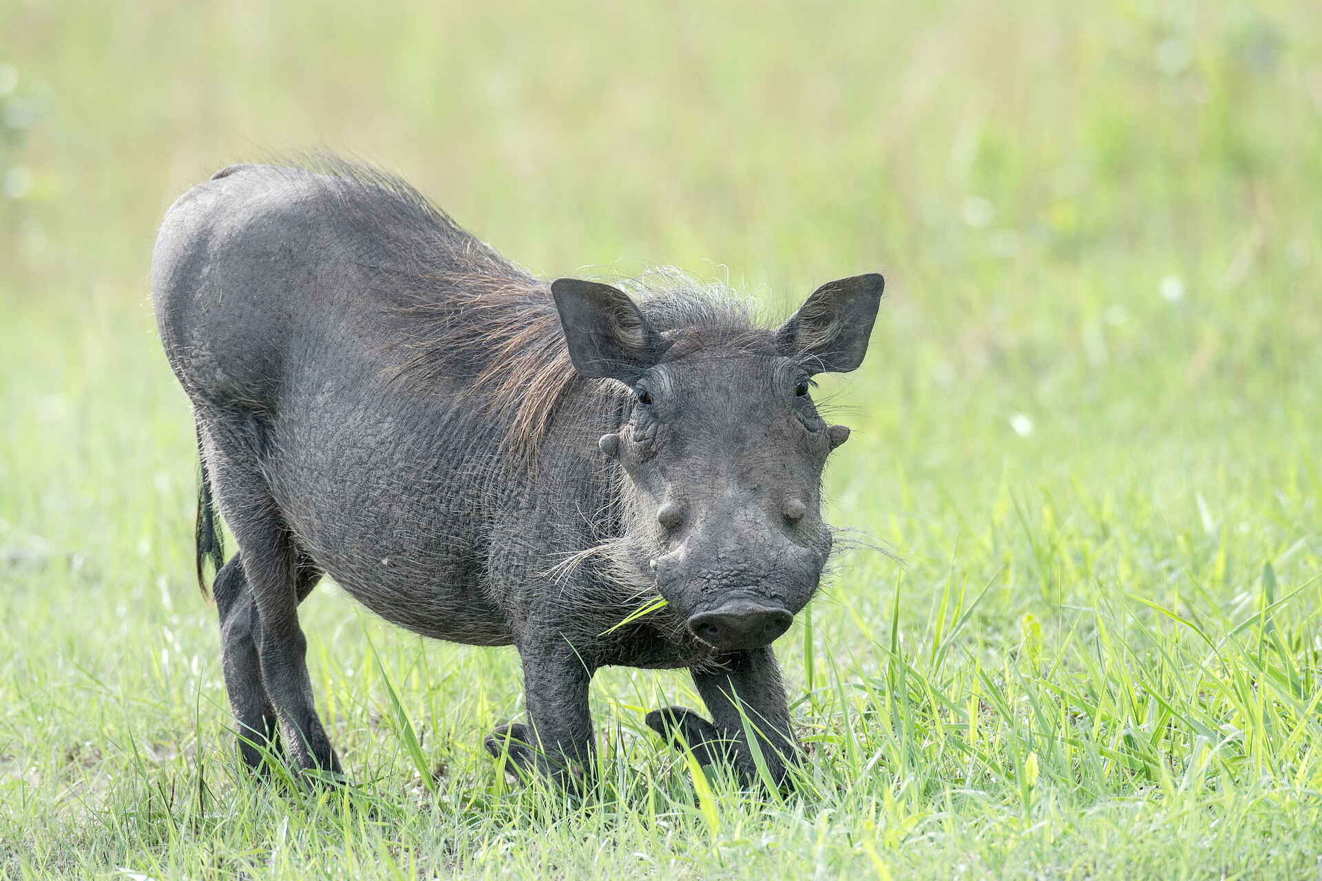 Chisa Busanga Camp: Warzenschwein Chisa Busanga Camp: Warzenschwein
