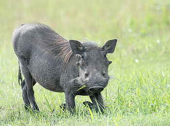 Chisa Busanga Camp: Warzenschwein